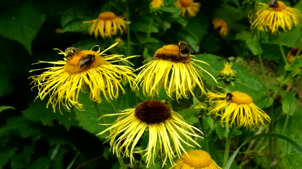 A yellow bumblebee is sucking nectar from the yellow Elecampane flower — Stock Video