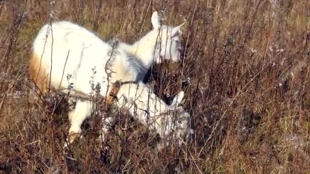 Дві білі кози обклеюються на полях сушеною жовтою травою. Сільський пейзаж — стокове відео