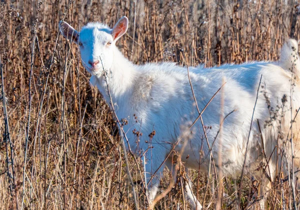 Goat Eating Withered Grass Livestock Autmn Pasture White Goat Cattle — Stock Photo, Image