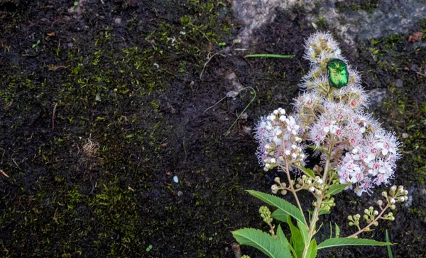 Rozenbottel - Cetonia aurata - op bloemen van Spirea bumalda — Stockfoto