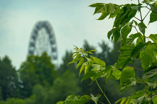 Landscape of an amusement park with the top of a Ferris wheel showing above the tree tops against a blue sky. — Stock Photo, Image