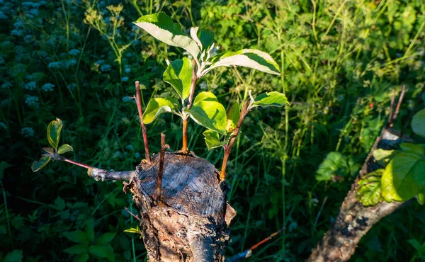 Geënte Fruitboom Een Boomgaard Hoge Kwaliteit Foto — Stockfoto