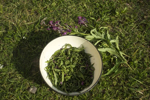 Процес Бродіння Чаю Ручна Обробка Ivan Tea Fermentation Фотографія Високої — стокове фото