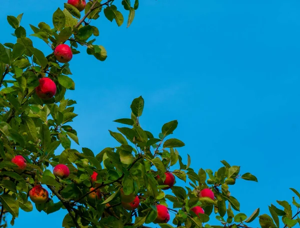 Reife Äpfel Auf Ästen Rote Äpfel Mit Grünen Blättern Hängen — Stockfoto