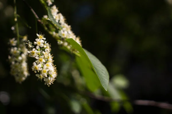 Pássaro Cerejeira Plena Floração Jardim Primavera — Fotografia de Stock