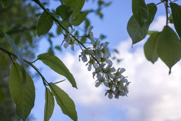 Δέντρο Κερασιών Πουλί Στην Πλήρη Άνθιση Στον Κήπο Άνοιξη — Φωτογραφία Αρχείου