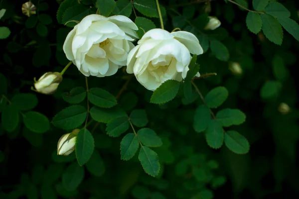 White Roseship Flower Dark Green Background Two Flowers Pair Together — Stock Photo, Image