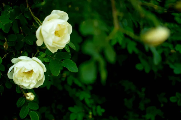 White Roseship Flower Dark Green Background Two Flowers Pair Together — Stock Photo, Image