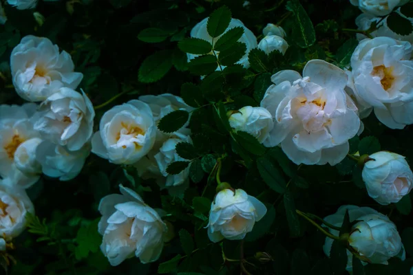 白色的蔷薇花 有迷人的粉色光芒 深绿色背景 高质量的照片 — 图库照片