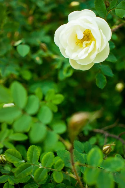 Flor Rosa Mosqueta Blanca Sobre Fondo Verde Oscuro Tarjeta Con —  Fotos de Stock