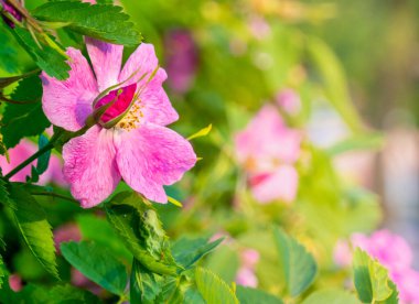 Yaz çiçekleri. Küçük pembe gül kalçası çiçekleri kapanıyor. Karanlık bir arka planda büyük çiçekler. - Evet. Yüksek kalite fotoğraf