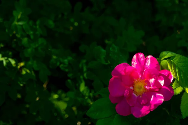 Flores Verano Pequeñas Flores Rosa Rosa Rosado Brillante Cerca Flores —  Fotos de Stock