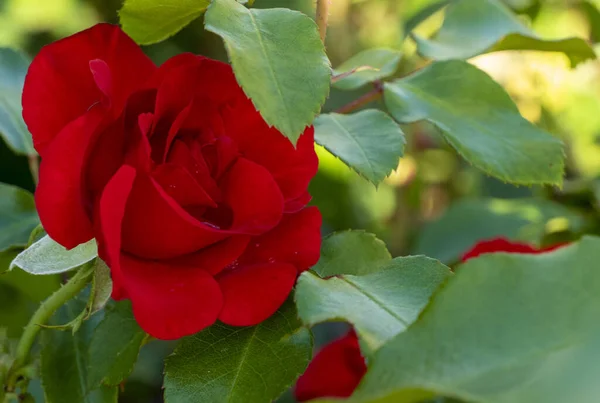 Beautiful Red Roses Flowers Glossy Green Leaves Shrub Branches Green — Stock Photo, Image