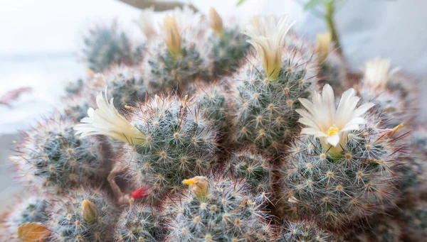 Commonly known as globe cactus, nipple cactus, birthday cake cactus or Cacti Mammillaria Prolifera With Flowers And Red Fruits. The flowers are funnel-shaped, from white and greenish to yellow, pink . High quality photo
