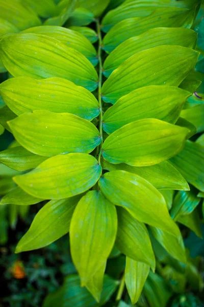 Primo Piano Vista Natura Sfondo Foglia Verde Palme Una Bugia — Foto Stock