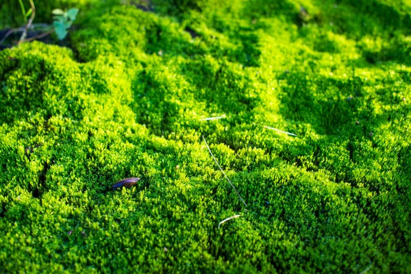 Bright Green Moss Background Green Moss Carpet Forest Soil High — Stock Photo, Image