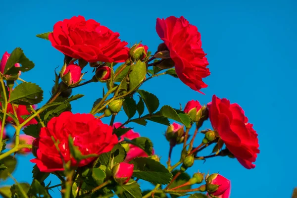 Beautiful Roses Red Flowers Glossy Green Leaves Shrub Branches Blue — Stock Photo, Image