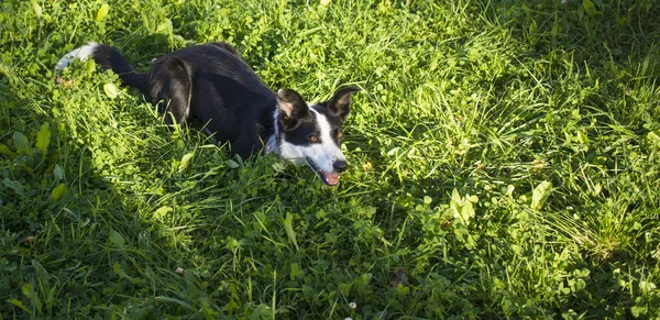 O cão está deitado na relva no parque. A raça é Border Collie. O fundo é verde. banner com espaço de cópia — Fotografia de Stock