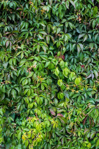 被称为弗吉尼亚爬虫 Virginia Creeper 维多利亚爬虫 Victoria Creeper 的五叶常春藤 Parthenocissus Quinquefolia 自然背景 — 图库照片