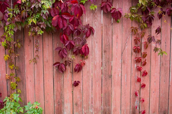 Parthenocissus Quinquefolia バージニアクリーパー ビクトリアクリーパー 5葉ツタとして知られています 赤い葉が赤い木の壁を背景に 自然な背景 高品質の写真 — ストック写真