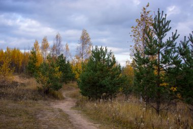 Güneşli bir günde toprak yolu olan doğal yeşil çim tarlası. Yeşil tarlada kumlu yol. Bahar mevsimi