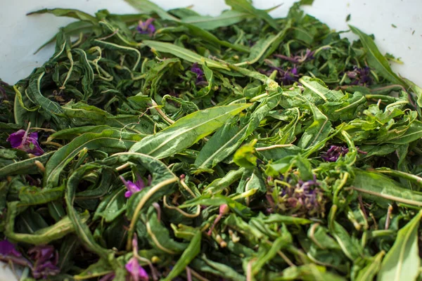 Процес Бродіння Чаю Ручна Обробка Ivan Tea Fermentation Фотографія Високої — стокове фото