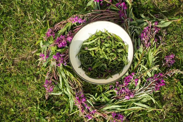 Tea Erjesztésének Folyamata Kézi Feldolgozás Ivan Tea Erjesztés Kiváló Minőségű — Stock Fotó
