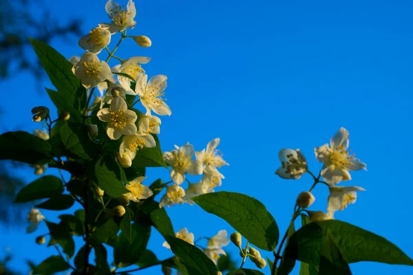 Όμορφο Λευκό Λουλούδι Γιασεμί Συννεφιασμένη Καλοκαιρινή Μέρα Υψηλής Ποιότητας Φωτογραφία — Φωτογραφία Αρχείου