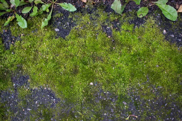 明亮的绿色苔藓为背景 森林土壤中的绿色苔藓地毯 高质量的照片 — 图库照片