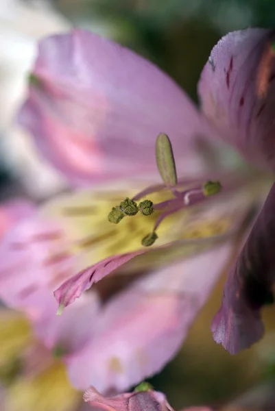 Floral textuur — Stockfoto