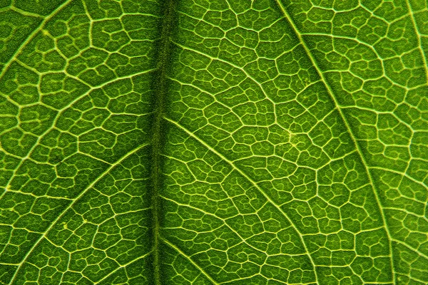 Geada — Fotografia de Stock