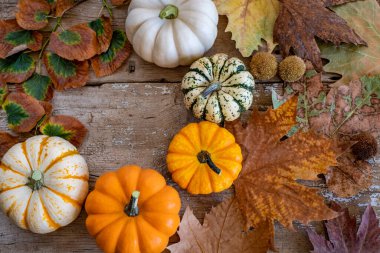 Tahta masadaki minyatür balkabaklarının çeşitliliği. Küçük balkabakları ve sonbahar yapraklarıyla Şükran Günü konsepti. 