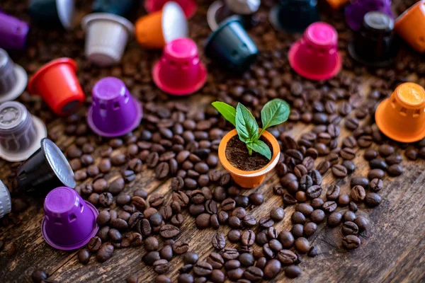 Kullanılmış kahve kapsülünde bir bitki yetişiyor. Kahve kapsülleri ile geri dönüşüm kavramı. 
