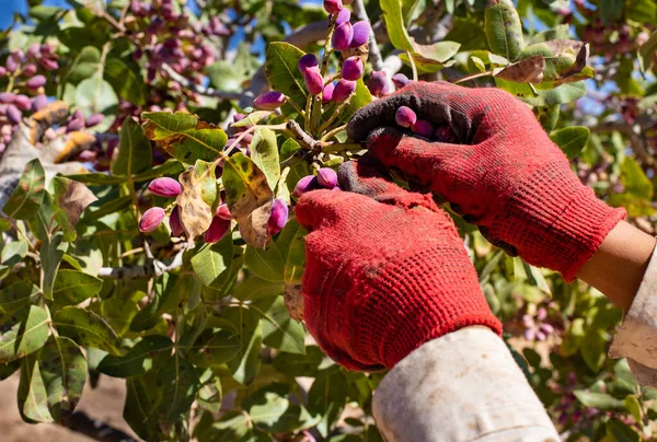 Pistacios Frescos Crudos Manos Campesinos Concepto Cosecha Granja Pistachos Imagen De Stock