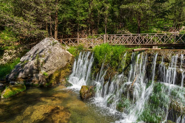 Forêt Naturelle Cyprès Étend Dessus Ville Fontegreca Dans Bois Zappini — Photo