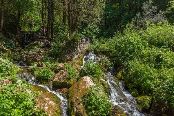 Natural Cypress Forest Extends Town Fontegreca Zappini Wood Valley Sava — Stock Photo, Image