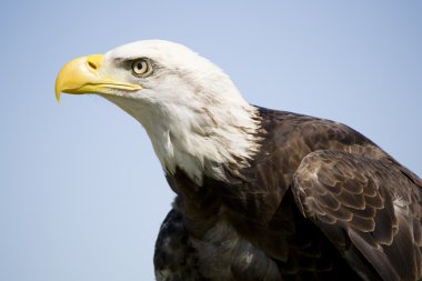 Amerikan kel eage