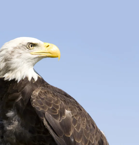 American Bald Eage — Stock Photo, Image