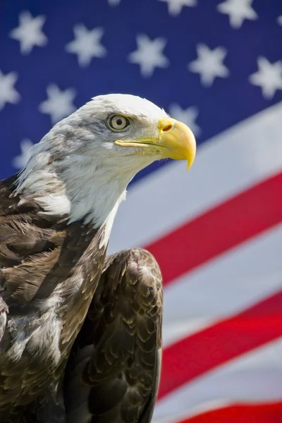 Amerikanischer Adler — Stockfoto