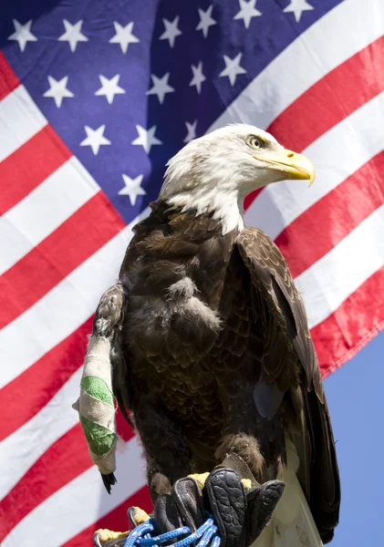 Águila americana — Foto de Stock