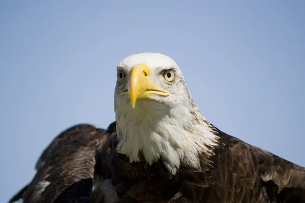 Amerikanska skallig eage — Stockfoto