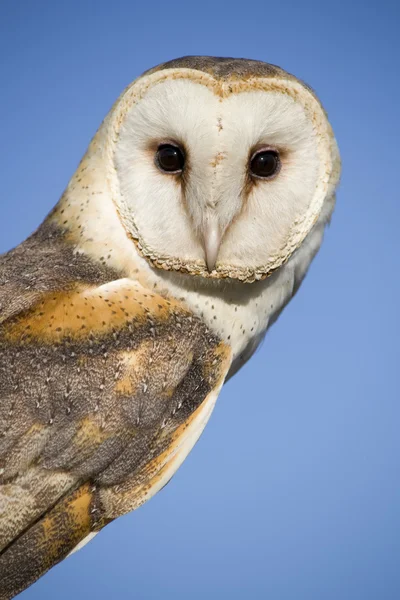 Common Barn Owl — Stock Photo, Image