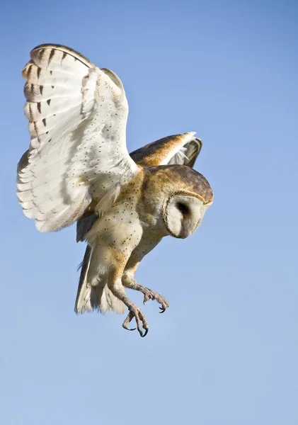 Common Barn Owl — Stock Photo, Image