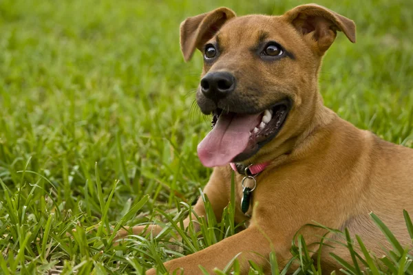 Filhote de cachorro na grama — Fotografia de Stock