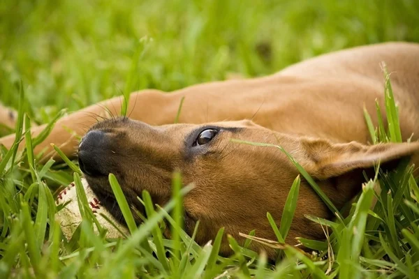 Cucciolo in erba — Foto Stock