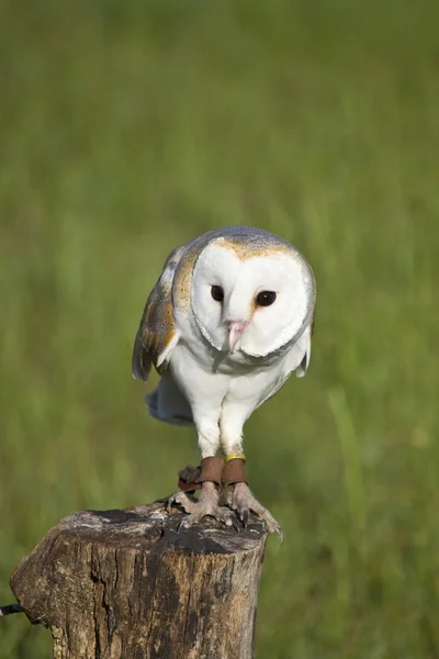 European Barn Owl on Perch — Stock Photo, Image