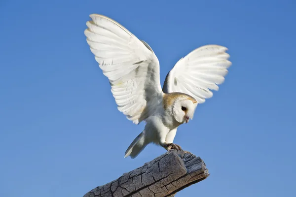 European Barn Owl with Open Wings — Stock Photo, Image