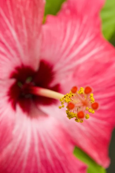 Hibisco Flor Macro — Fotografia de Stock