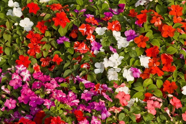 Impatiens. — Fotografia de Stock