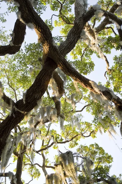 이끼 낀 나무 — 스톡 사진